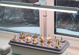 Фитолампа: зачем она нужна и вредит ли зрению - «Эксплуатация»